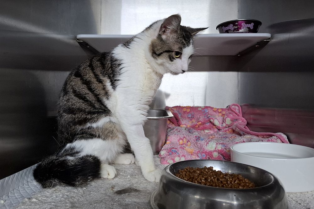 Kater Valentino Gino