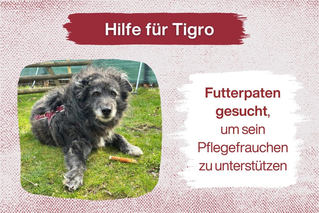 Tigro ist endlich da – und sucht liebe Futterpaten!