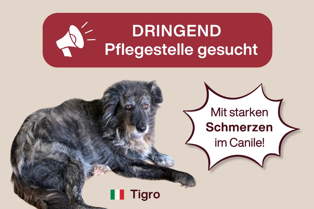 Hilfe für Tigro: Schmerzen lindern, Leben retten!