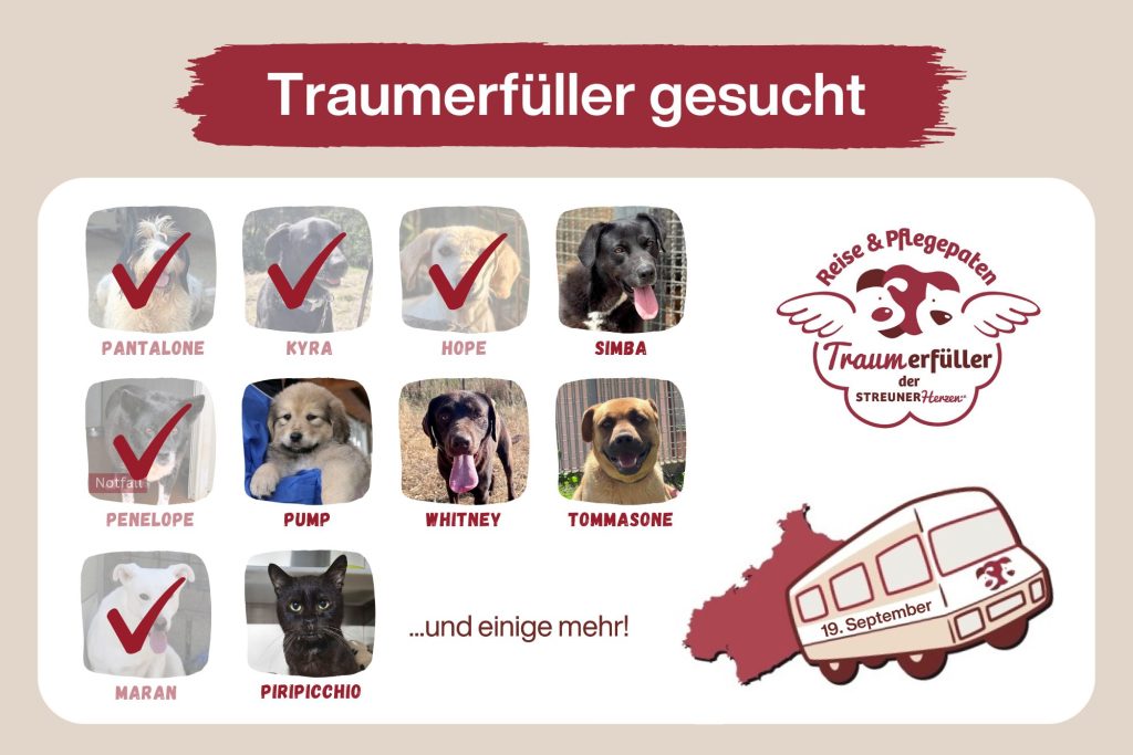 Werde Traumerfüller und ermögliche die Reise ins Glück ♡