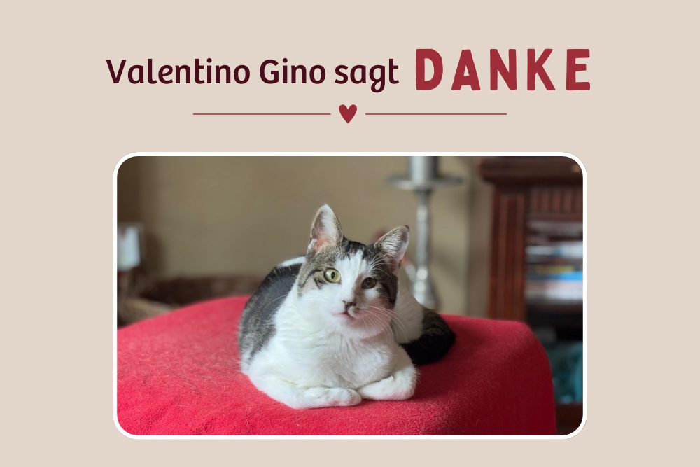 Valentino-Gino – Endlich sicher angekommen
