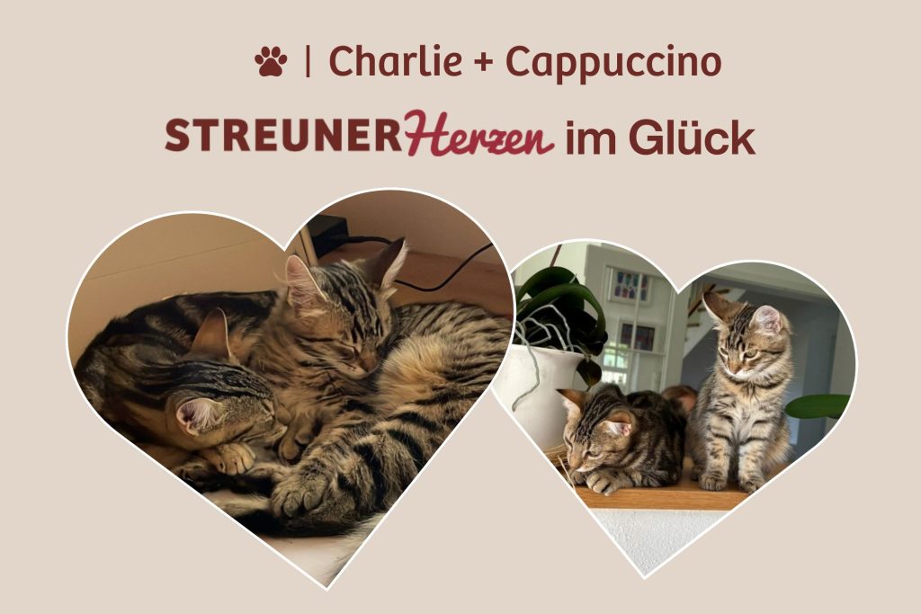 Keks mit Cappuccino – Eine unschlagbare Kombination!