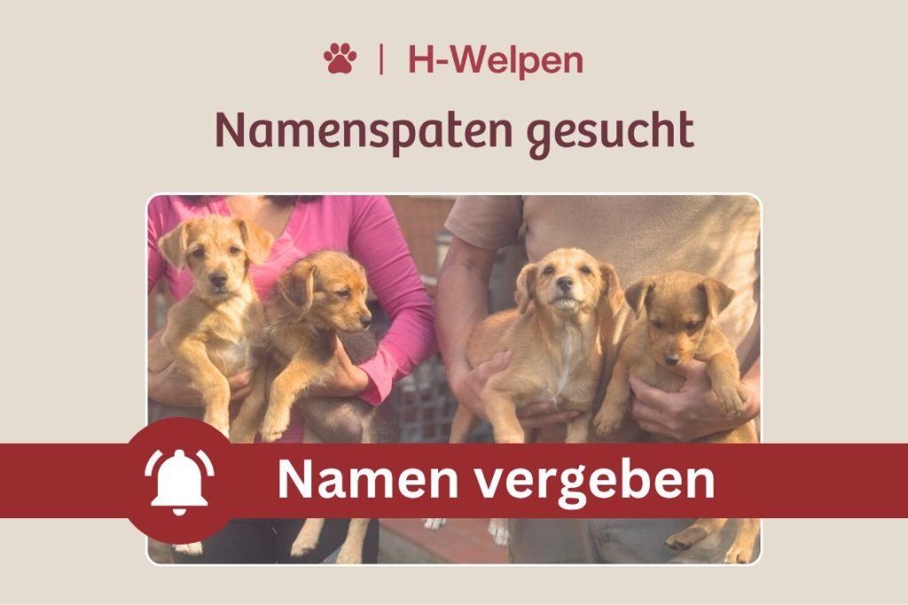 Vier kleine Welpen – Schenkst Du ihnen einen Namen?