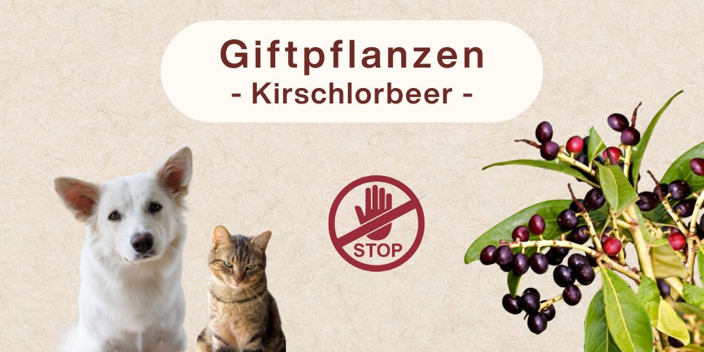 Giftpflanzen – Der Kirschlorbeer