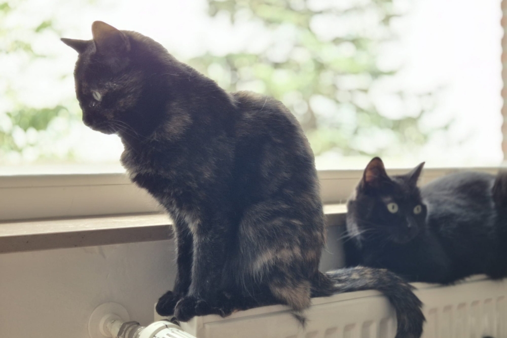 Katzen Bollicina & Bollina