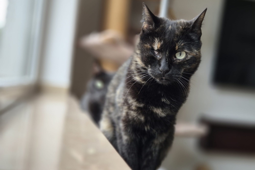 Katzen Bollicina & Bollina