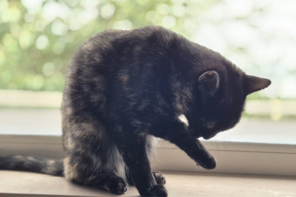 Katzen Bollicina & Bollina