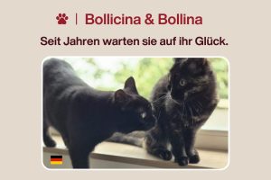 Katzen Bollicina & Bollina