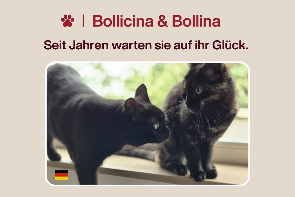 Katzen Bollicina & Bollina