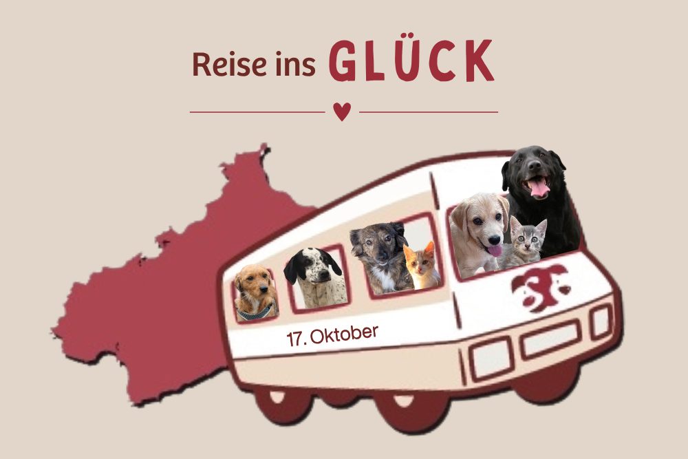 Wir verlassen das Tierheim am 17. Oktober