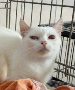 Katze Checki