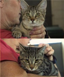 Katzen Missi und Massi