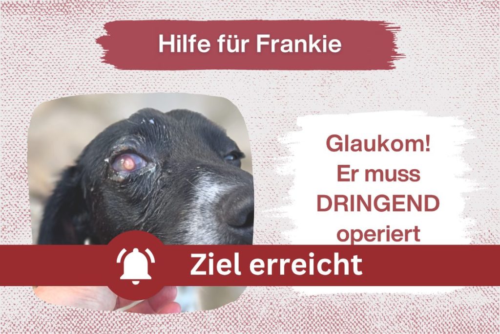 DRINGEND – Spendenaufruf für unseren tapferen Frankie