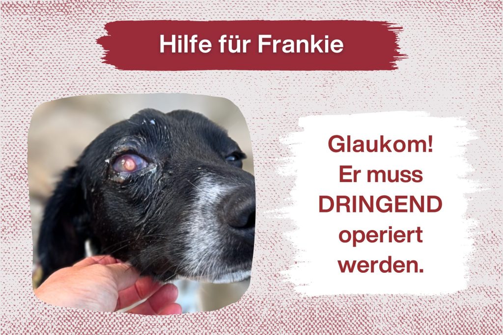 DRINGEND – Spendenaufruf für unseren tapferen Frankie