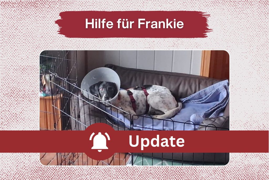 Update zu Frankie – Dank euch kann er operiert werden