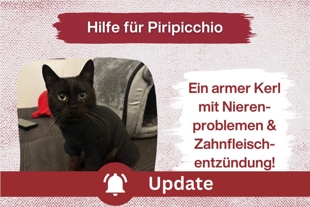 Piripicchio – Ein kleiner Kämpfer braucht unsere Hilfe!