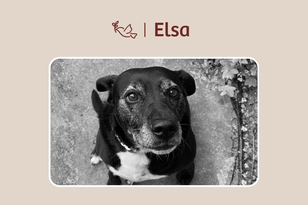 Elsa – Der Himmel hat einen neuen Stern