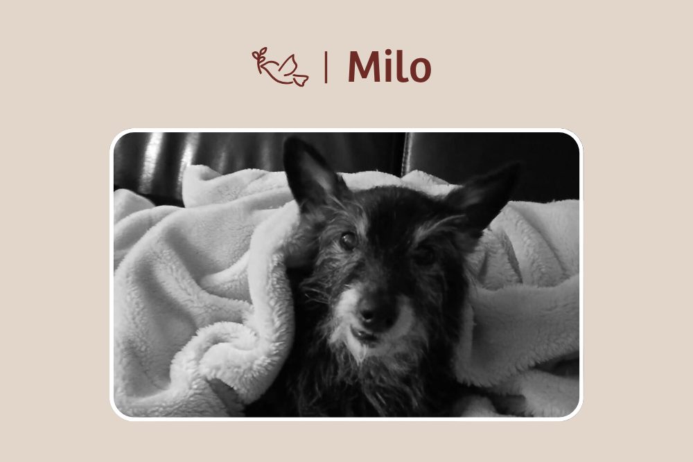 Milo – Für immer in unseren Herzen