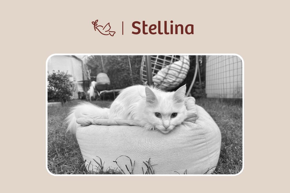 Stellina – Ein Sternchen auf vier Pfoten