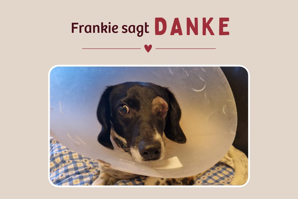 Update zu unserem tapferen Frankie