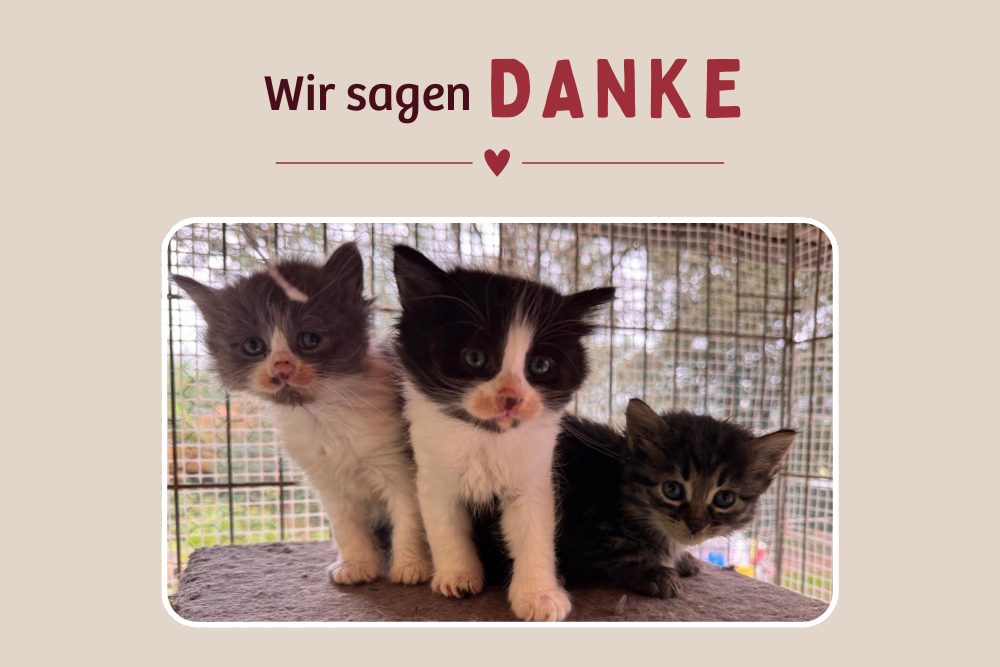 Happy End für die Motorkitten von Budoni