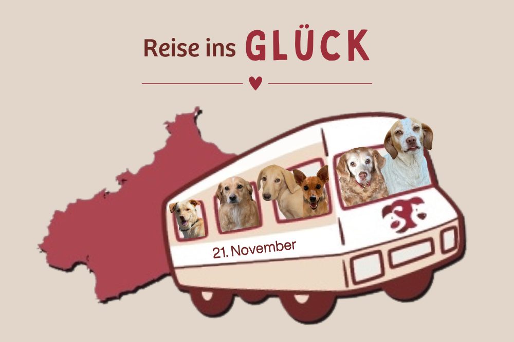 Wir verlassen das Tierheim am 21. November