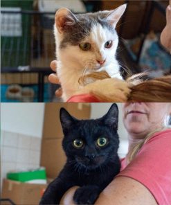 Katzen Bella und Pablo