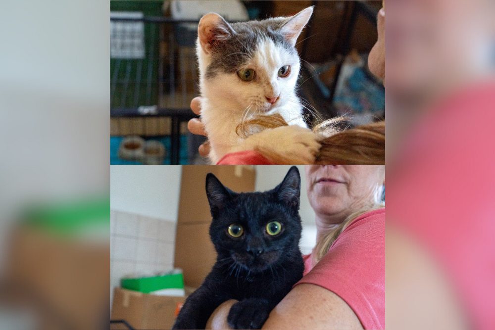 Katzen Bella und Pablo