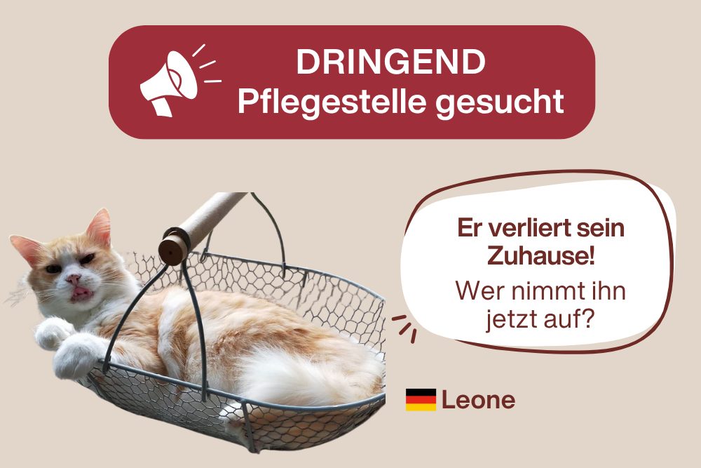 Dringend Pflegestelle für Charakterkater Leone gesucht!
