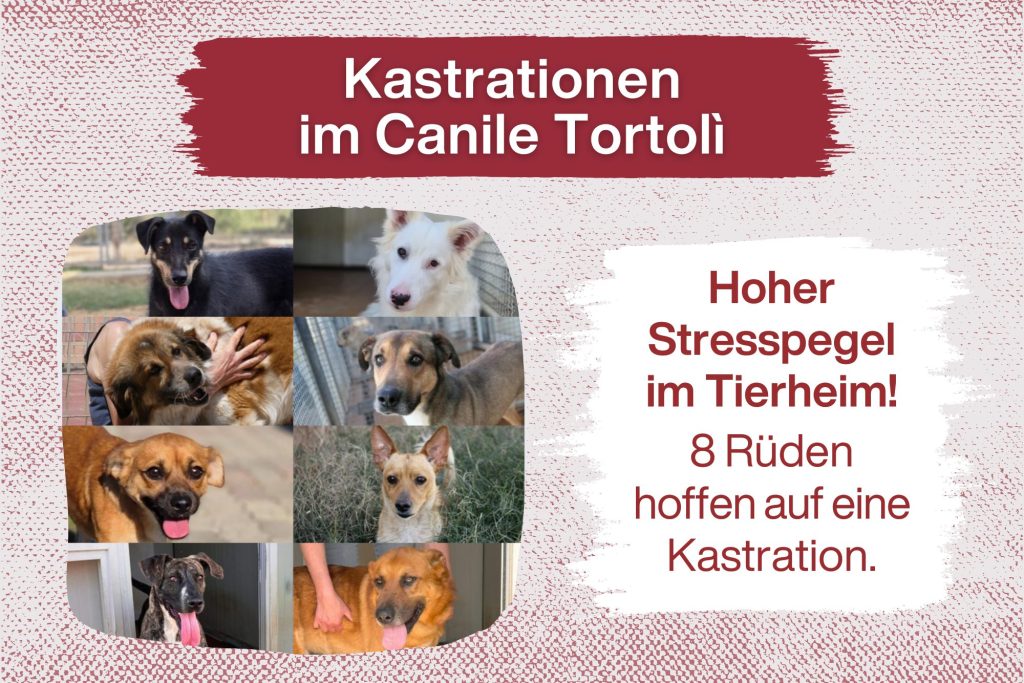 Deine Hilfe zählt für acht Rüden im Canile Tortolì