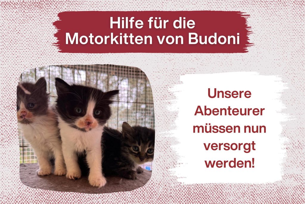 Die Motorkitten von Budoni