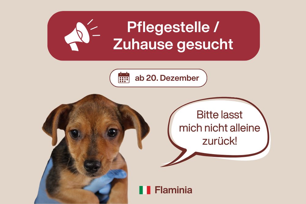 Ein Zuhause zu Weihnachten für die kleine Flaminia