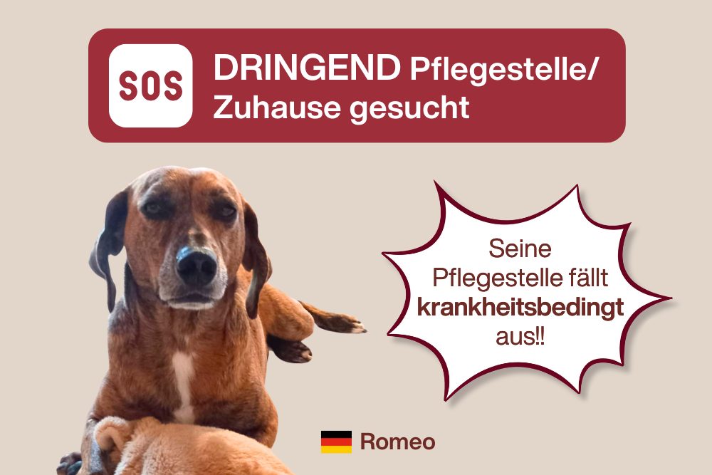 Dringender Notfall – Romeo sucht zeitnah einen neuen Platz!