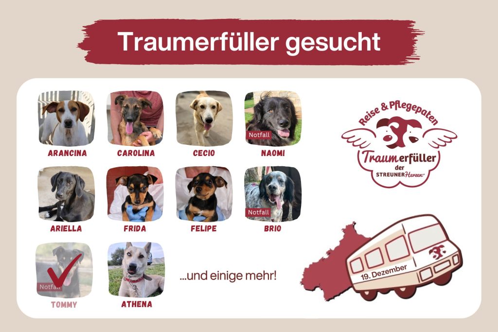 Werde Traumerfüller und ermögliche die Reise ins Glück ♡