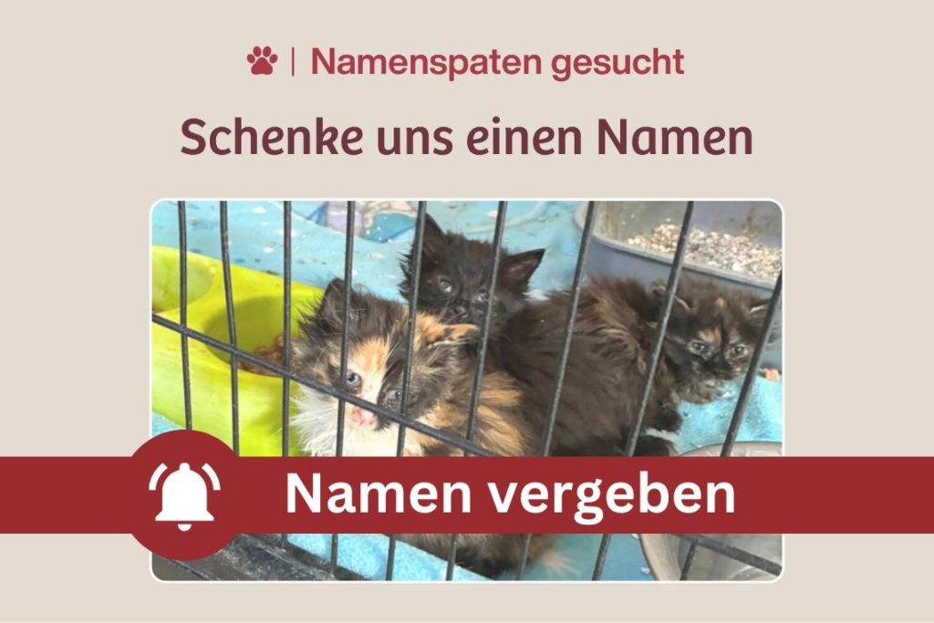 Drei kleine Neuzugänge warten sehnsüchtig auf ihre Namen