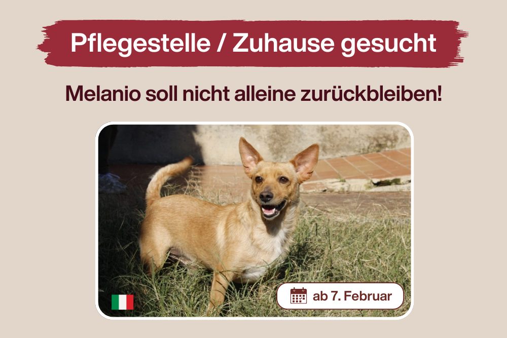 DRINGEND: Pflegestelle oder Für-Immer-Zuhause gesucht!