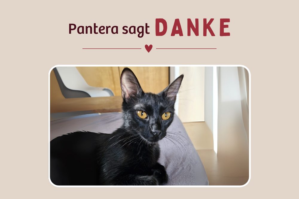 Pantera – Helft ihr, schmerzfrei durchs Leben zu gehen!