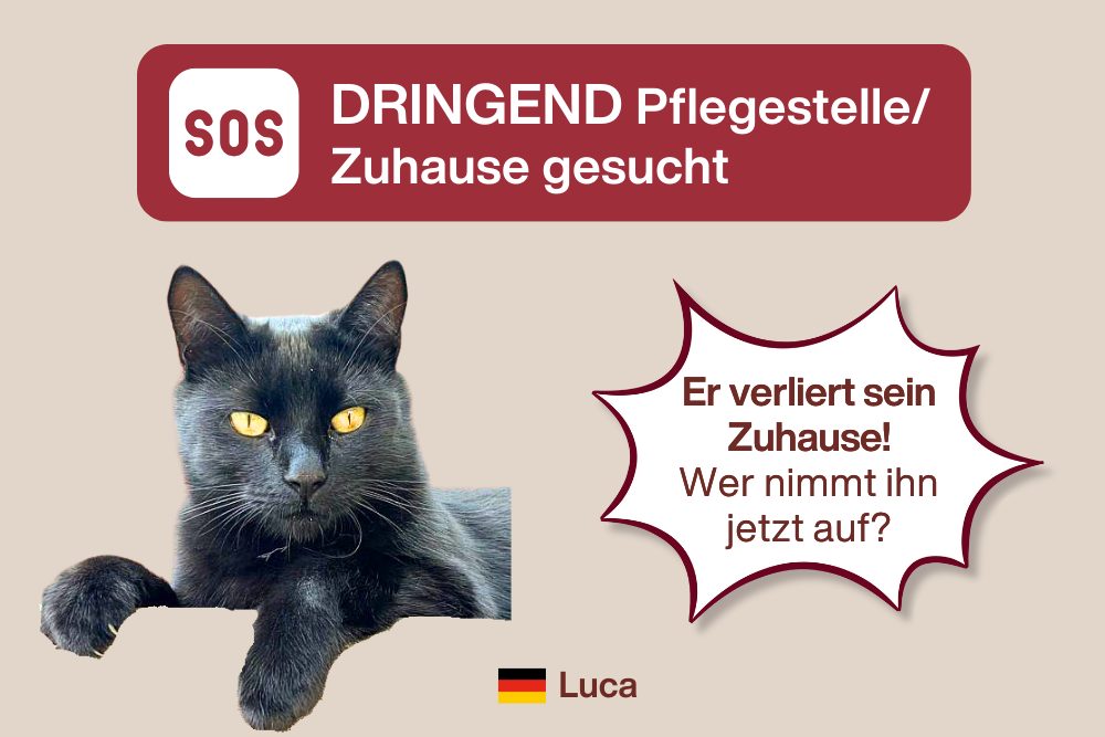 Pflegestelle für Luca dringend gesucht!