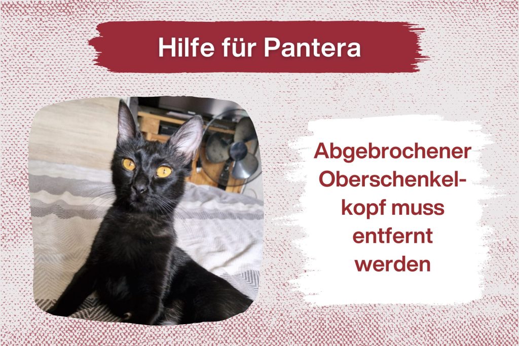 Pantera – Helft ihr, schmerzfrei durchs Leben zu gehen!