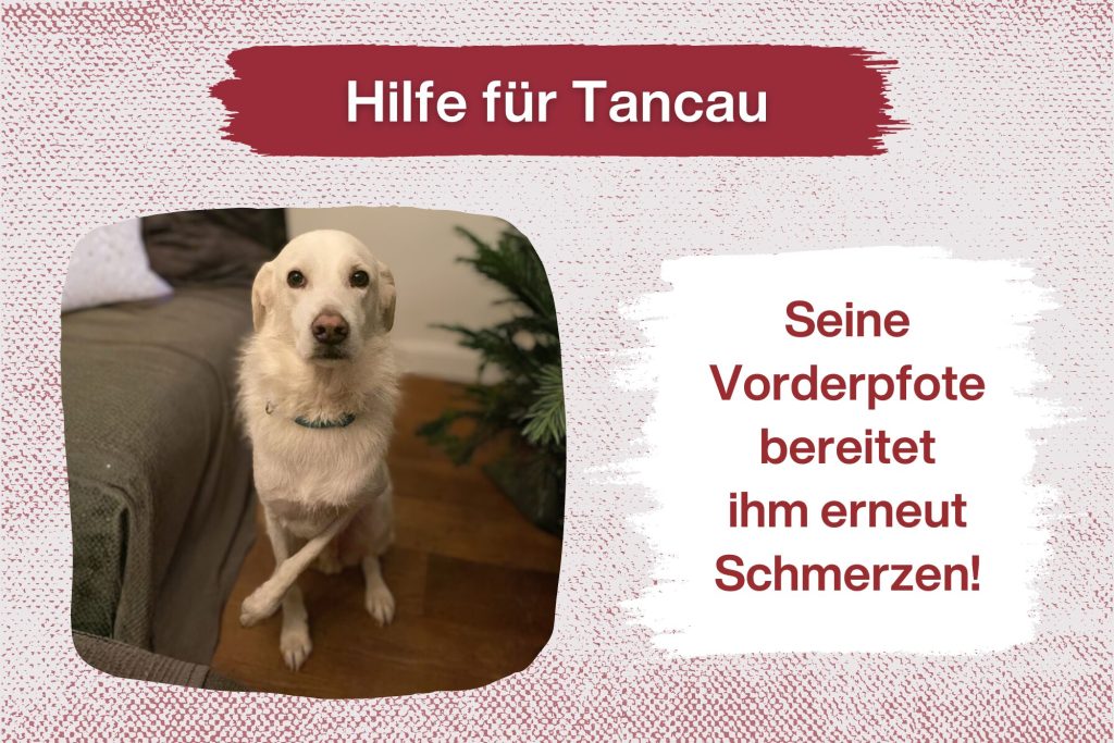 Unser Pechvogel Tancau braucht dringend eure Unterstützung