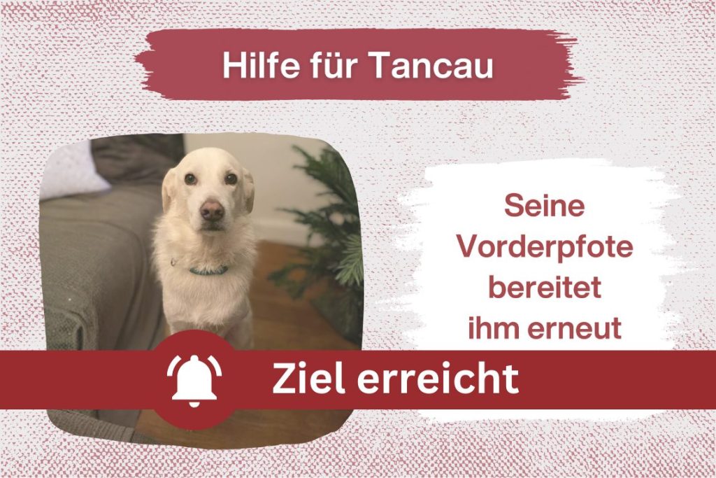 Unser Pechvogel Tancau braucht dringend eure Unterstützung