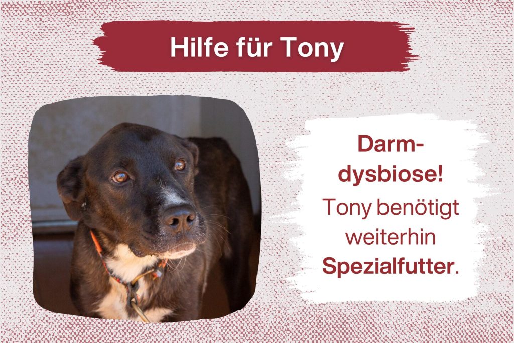 SOS für Tony – bitte hilf uns, ihm zu helfen
