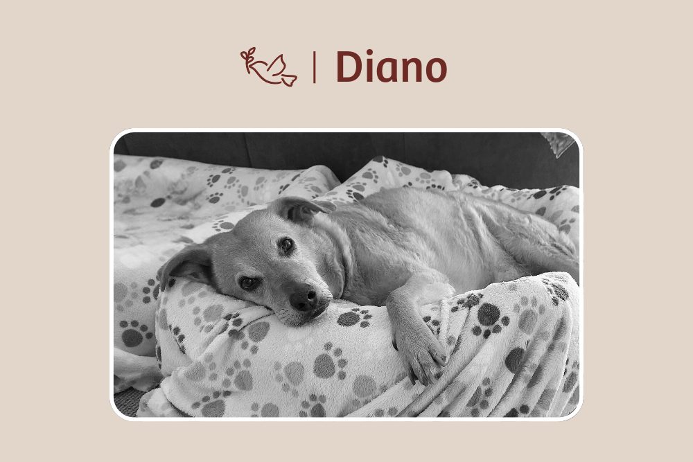 Diano – Geliebt, getragen, unvergessen