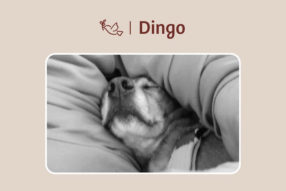 Leb wohl, lieber Dingo – ohne Schmerzen, leicht und frei..