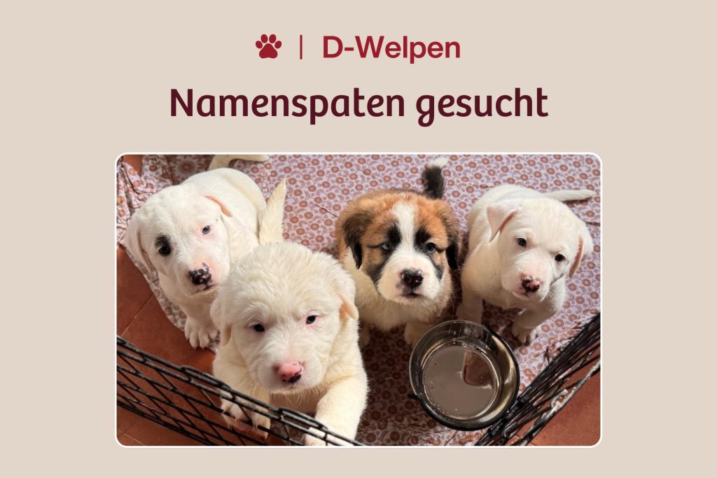 Vier kleine Kämpfer suchen ihre Namen