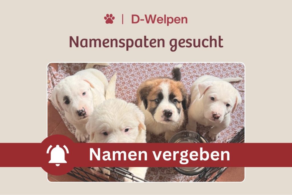 Vier kleine Kämpfer suchen ihre Namen