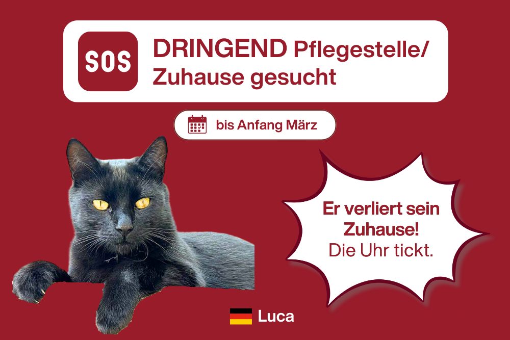 Pflegestelle für Luca dringend gesucht!