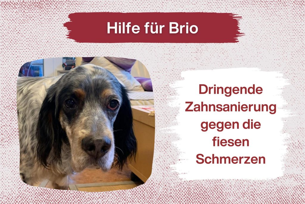 SOS Aufruf für Brio – Helft uns, seine Zahnschmerzen zu lindern