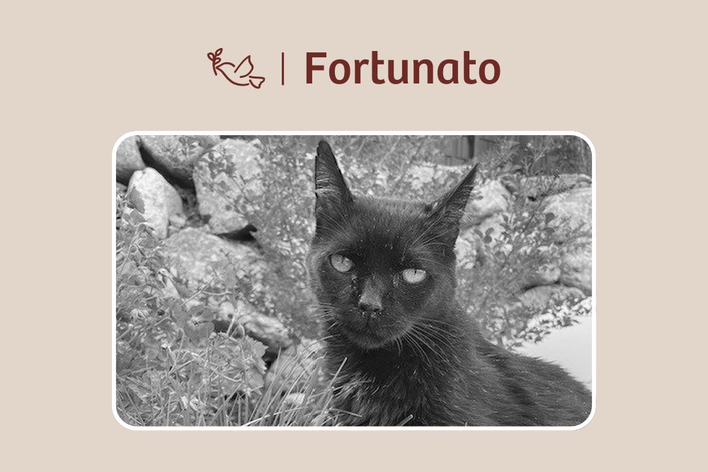 Fortunato – Mach’s gut, kleiner Kämpfer!
