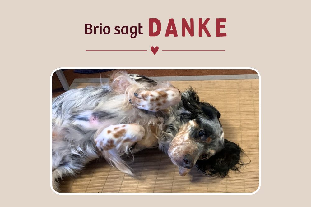 Brio sagt Danke & hat gute Neuigkeiten